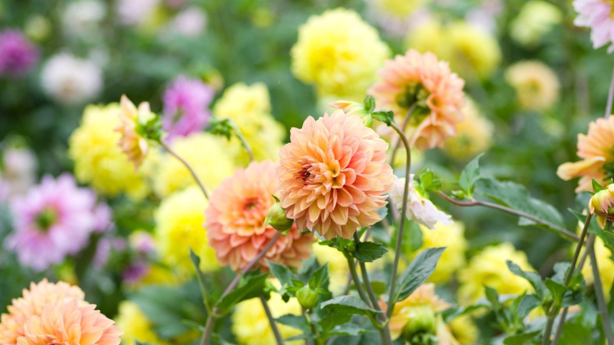 Essential gardening jobs to do this August Essential gardening jobs to do this August - gardening jobs