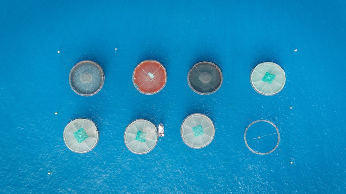 CSIRO launches free Aquaculture SME program applications CSIRO launches free Aquaculture SME program applications - aquaculture sme program
