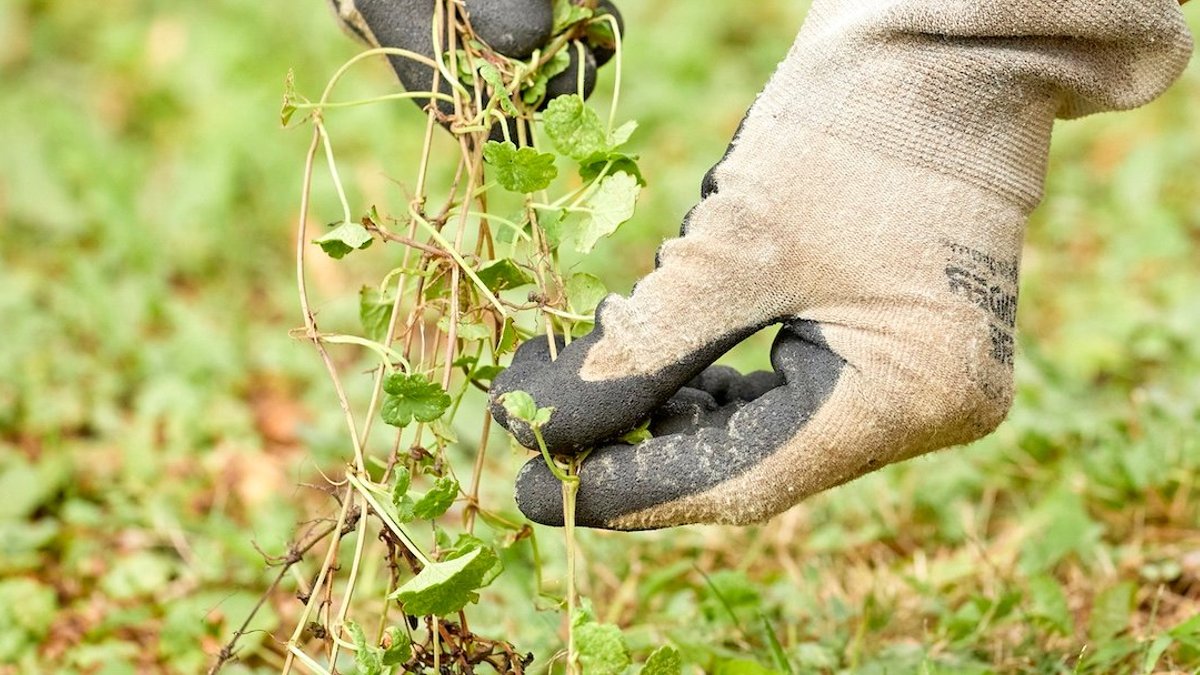 Gardeners Combat Invasive Creeping Charlie - invasive creeping charlie