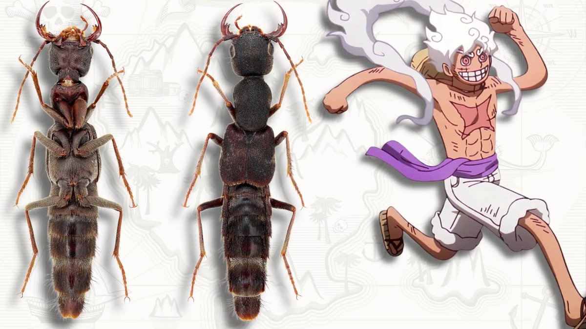 Scientists name stretchy new beetles after Luffy Scientists name stretchy new beetles after Luffy - stretchy new beetles