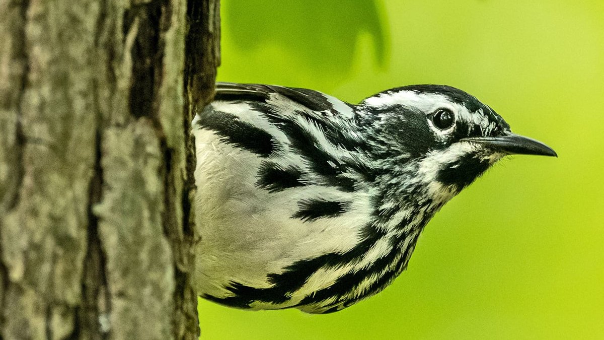 Wildfire smoke affects New York bird sightings Wildfire smoke affects New York bird sightings - wildfire smoke