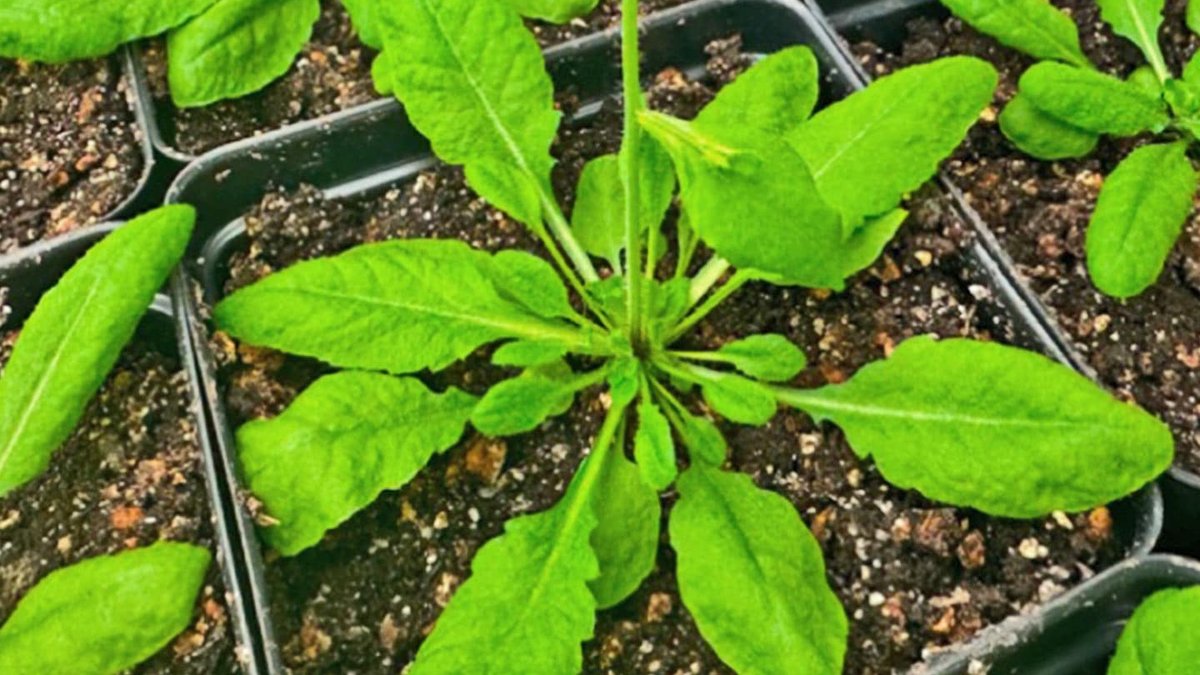 Scientists Discover Plant Fullness Mechanism Scientists Discover Plant Fullness Mechanism - plant fullness