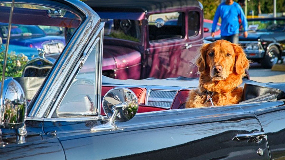 IDOG Tops Broader Market in July - idog performance