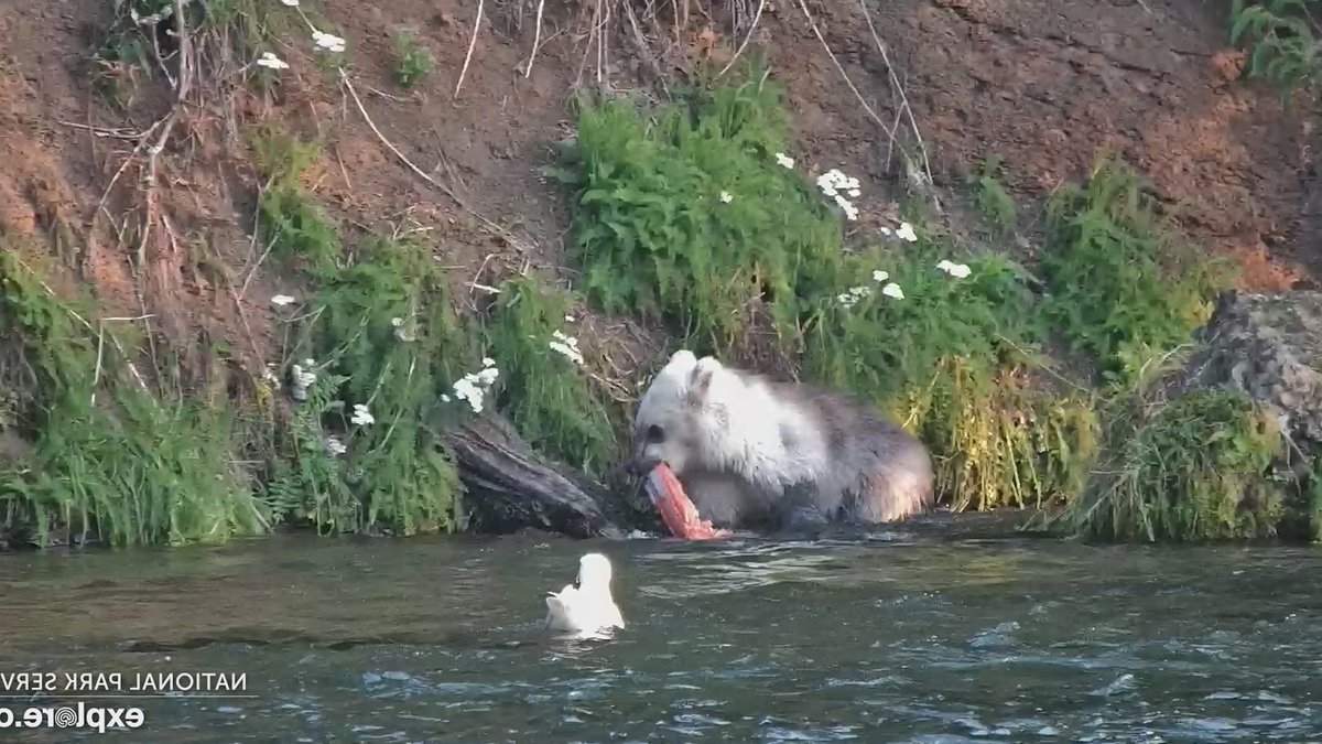 Mysterious silver cub sparks hybrid bear debate - hybrid bear