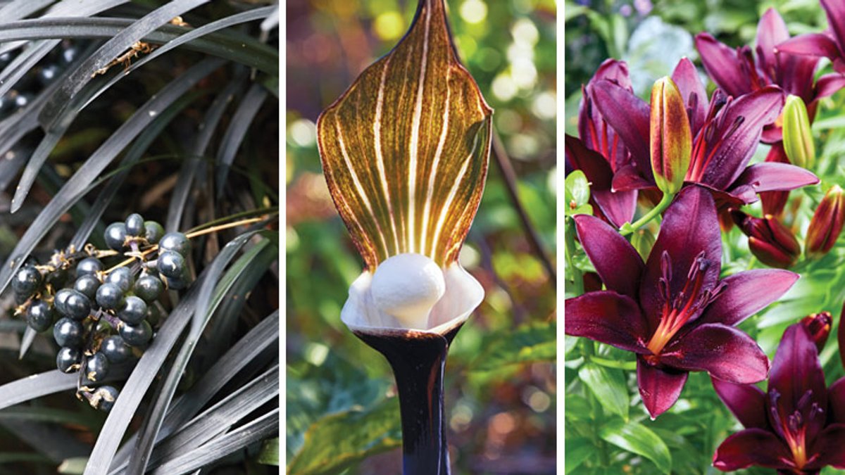 Dark blooms transform eerie garden spaces Dark blooms transform eerie garden spaces - dark blooms