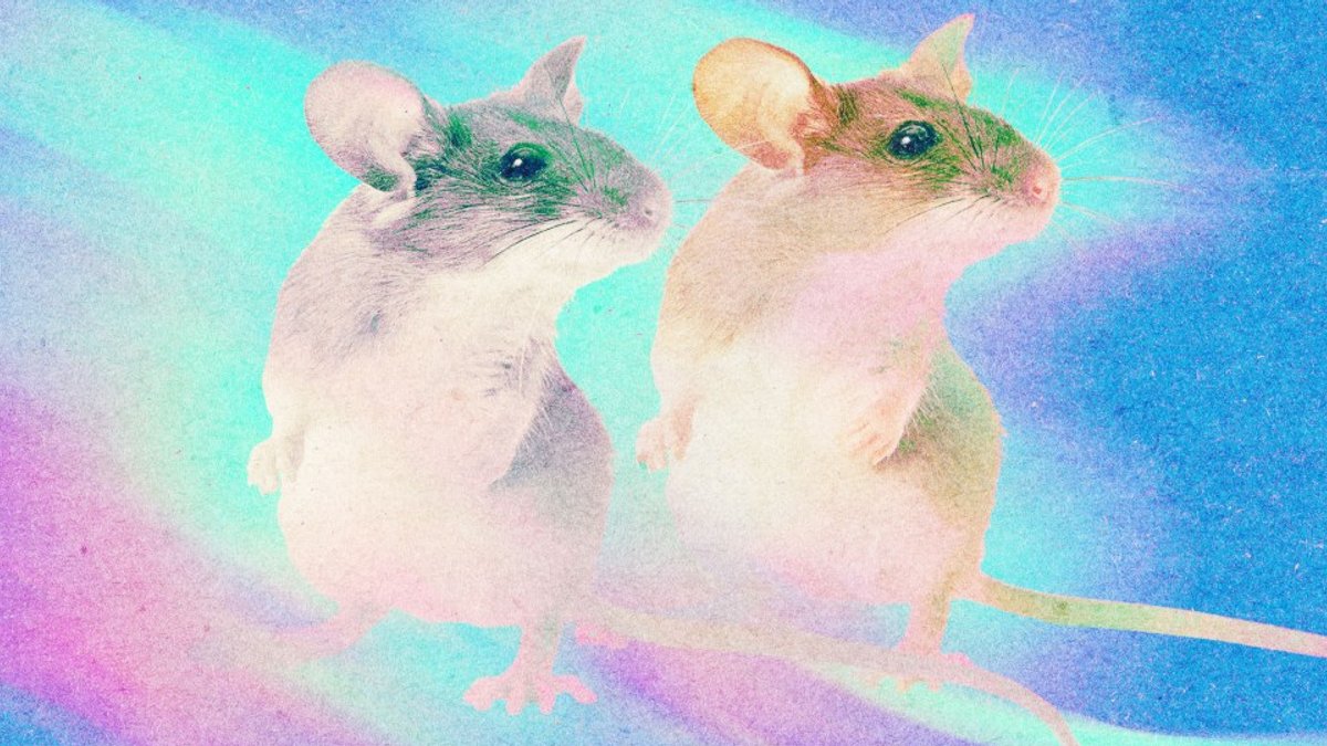 Cloning could save species or create human organ sacks Cloning could save species or create human organ sacks - cloning organ sacks