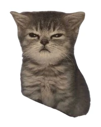 ستيكر Cats STK-1330