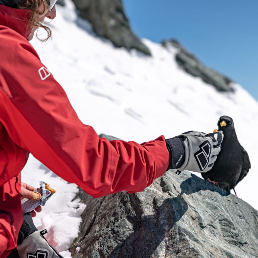 groglockner-dohle image Groglockner Dohle