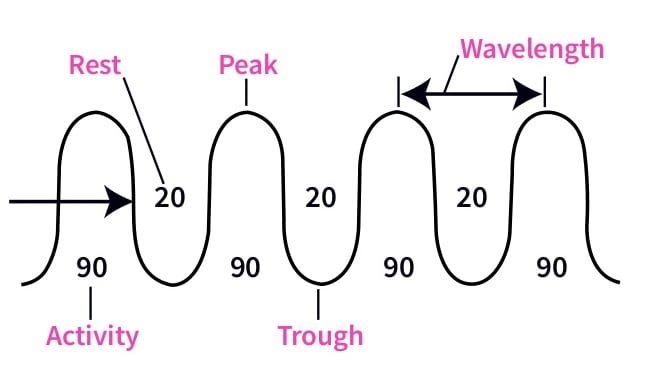 A chart showing an ultradian rhythm