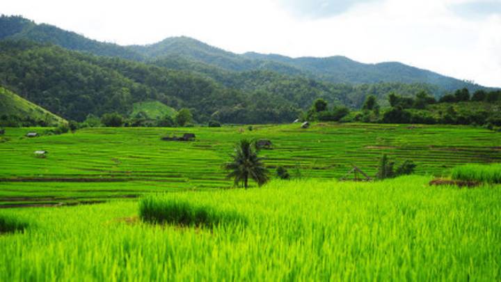 Rice fields in Thailand to show one of the places on the malaria map