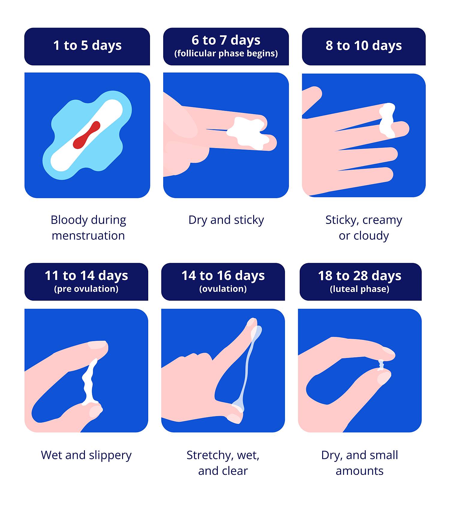 stages of vaginal discharge during a typical 28-day cycle