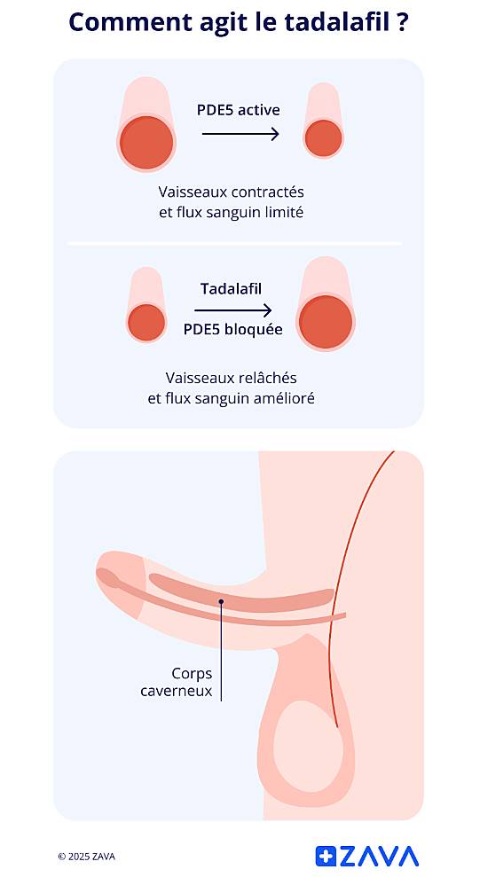 Image illustrative montrant comment Le tadalafil bloque la PDE5, détend les vaisseaux sanguins et augmente le flux sanguin vers le pénis, facilitant l’érection.