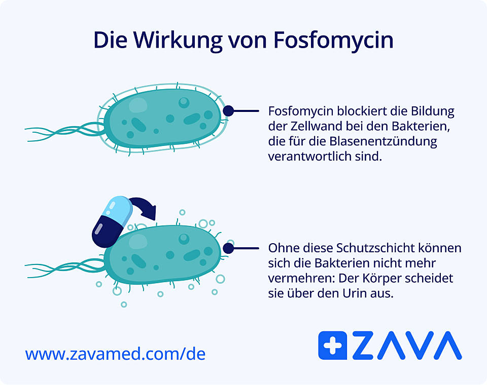 Die Abbildung zeigt die Wirkung von Fosfomycin