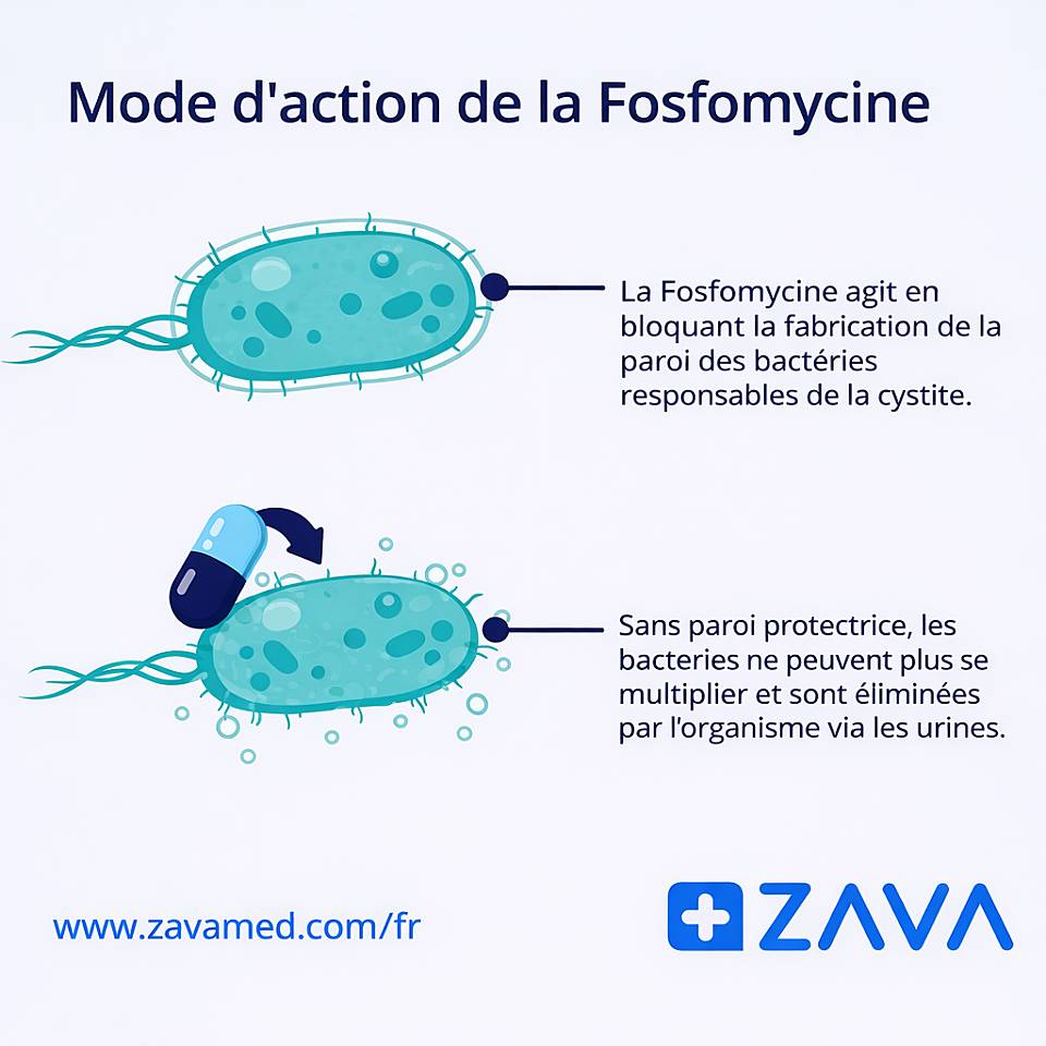 Mode d'action de la Fosfomycine