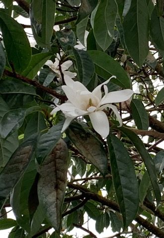 White Flower