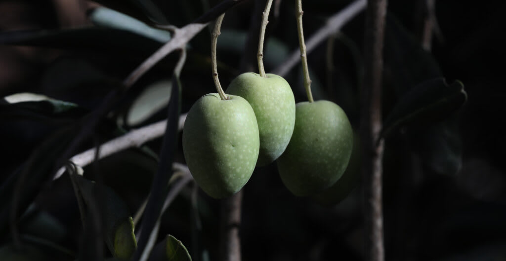 Palestinian olives