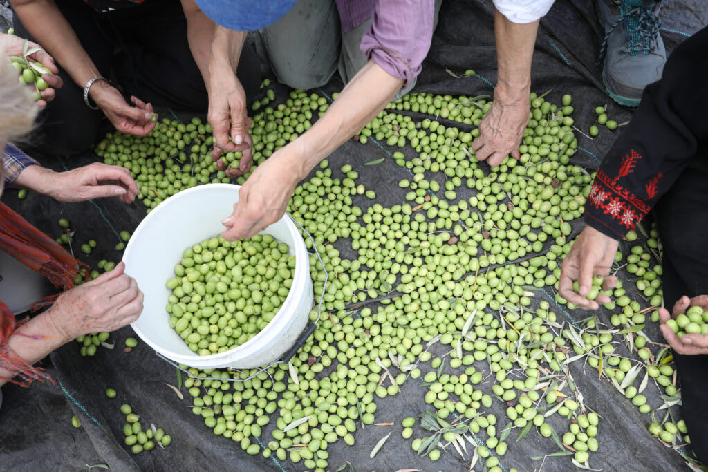 olive harvest