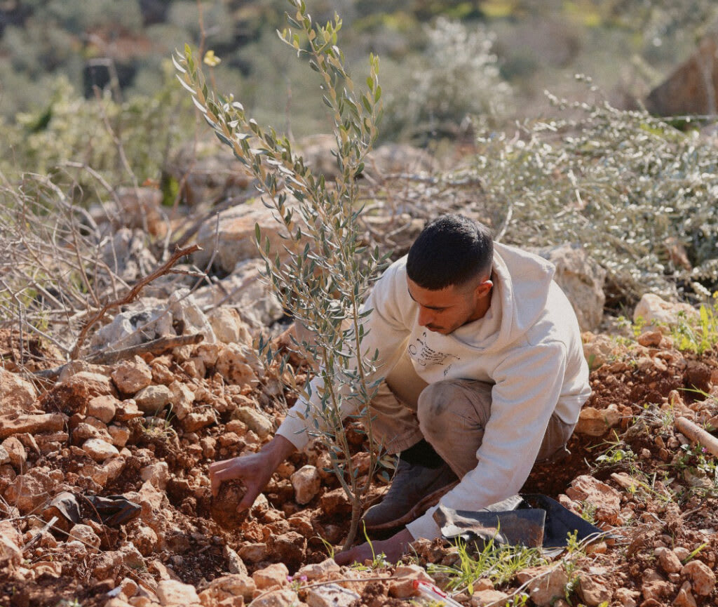 planting olive trees