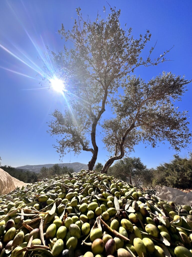 olive harvest