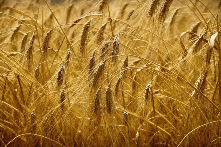 A wheat field in West Bank