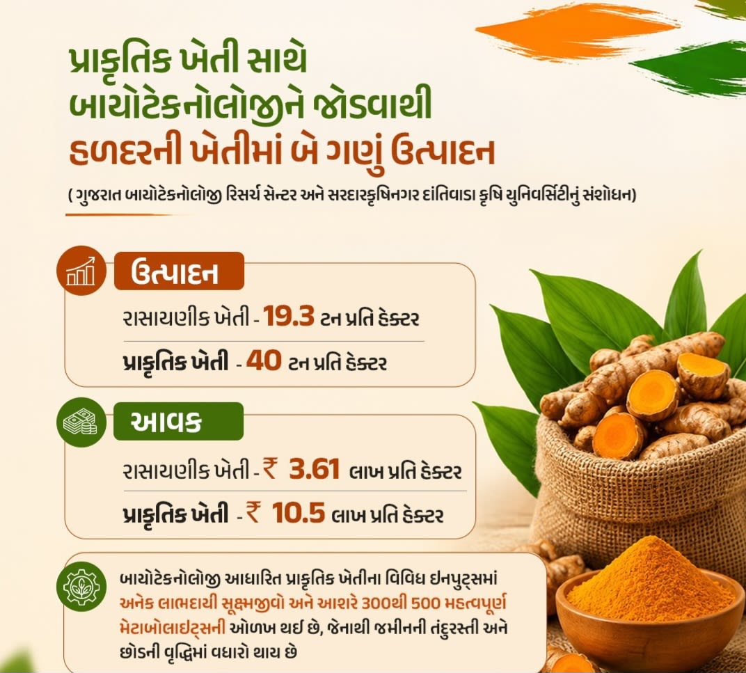 પ્રાકૃતિક ખેતીથી હળદરની ઉપજ બમણી થઇ: વૈજ્ઞાનિકોએ કરેલા પ્રયોગોમાં જબરદસ્ત સફળતા મળી