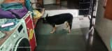   રામોલ મા શ્વાને મહિલાને  ભર્યું બચકું મહિલા એ કરી પોલીસ ફરિયાદ 1