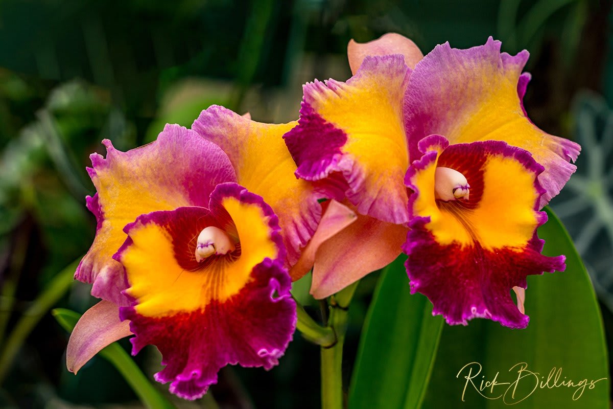 1366-Fire-Orchids