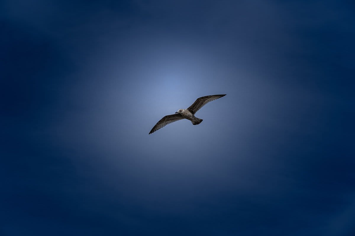 1481 Flying High