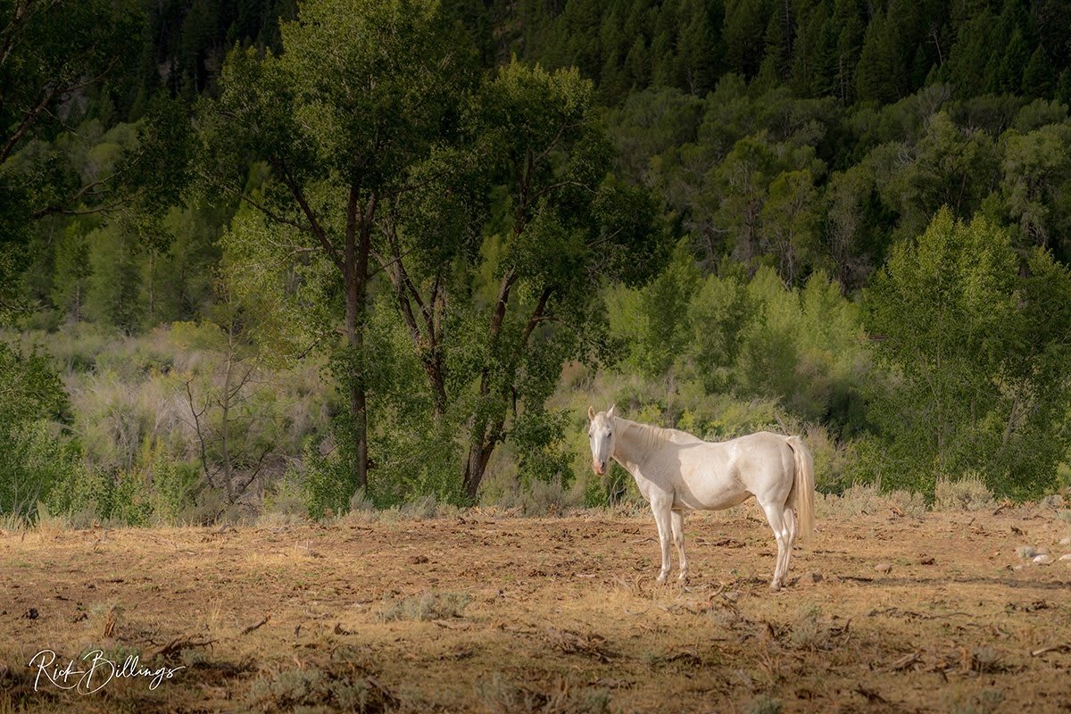 1058 Jackson White Horse