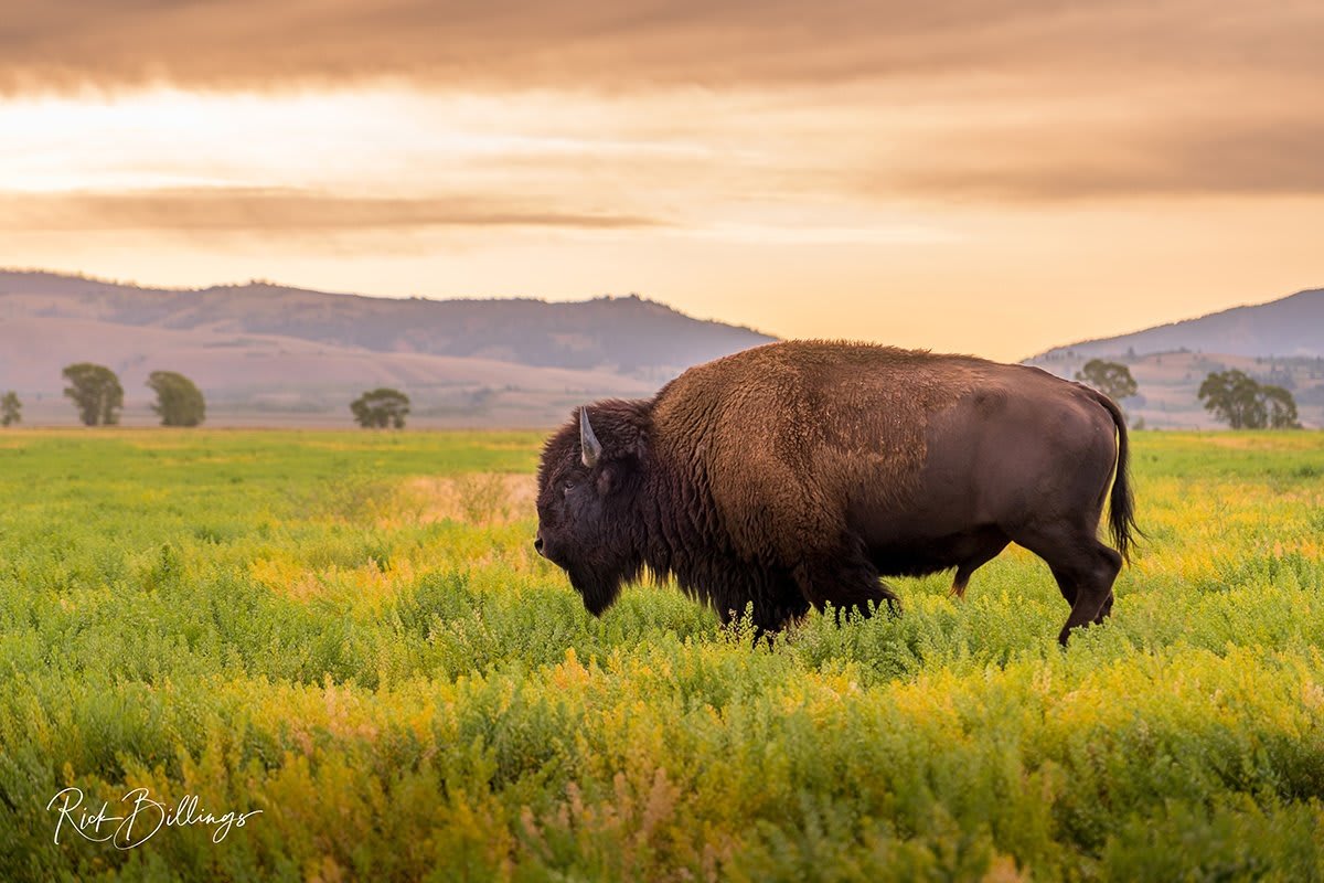 1069 Bison One