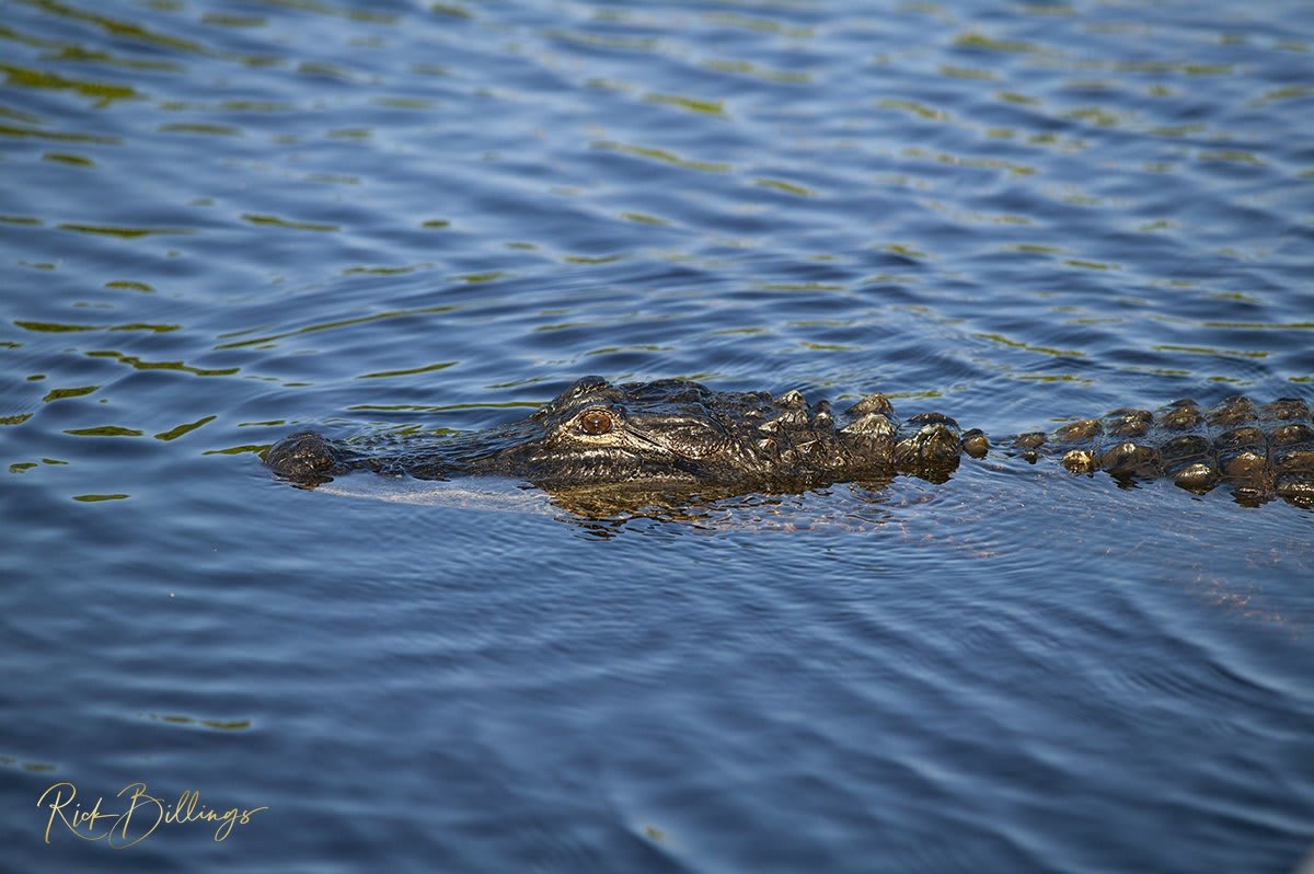 1339 Florida Gator