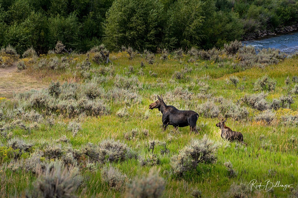 1059 Yellowstone Moose Baby