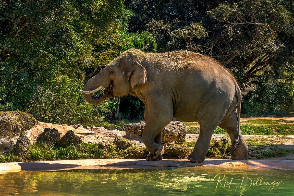 1355 Elephant