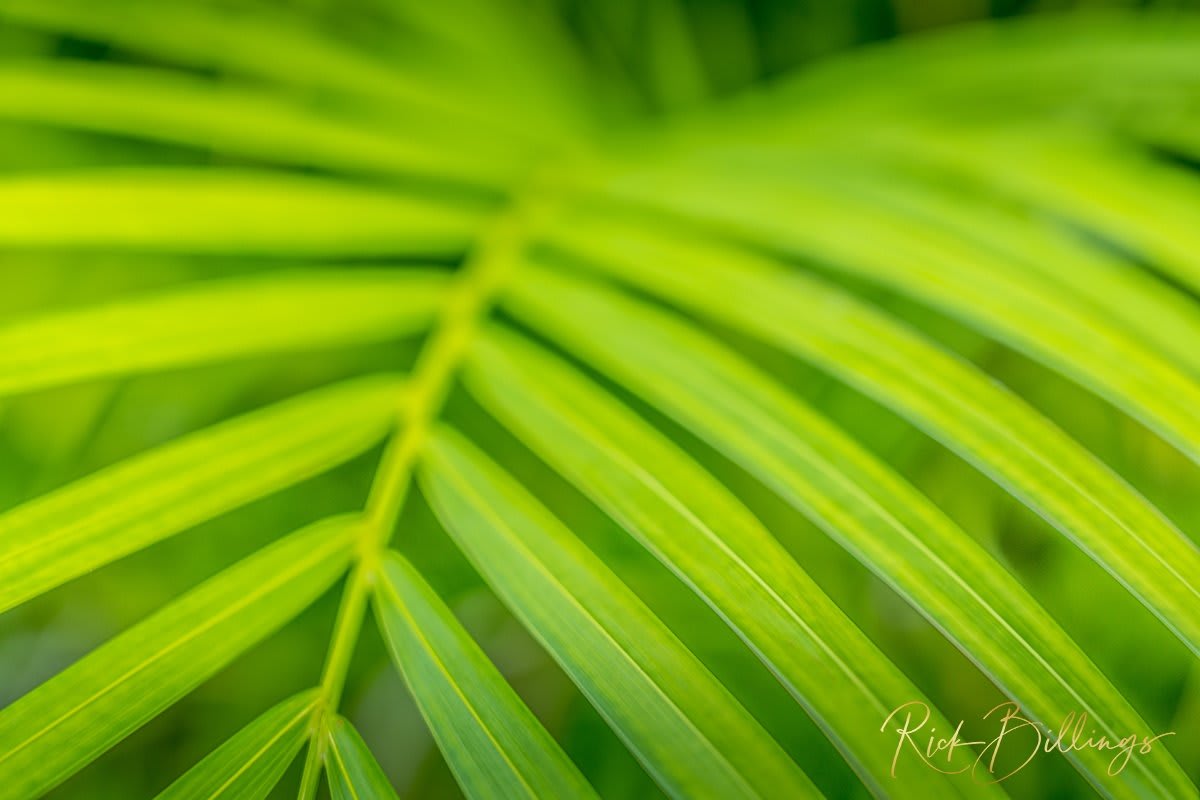 1358-Palm-Leaf