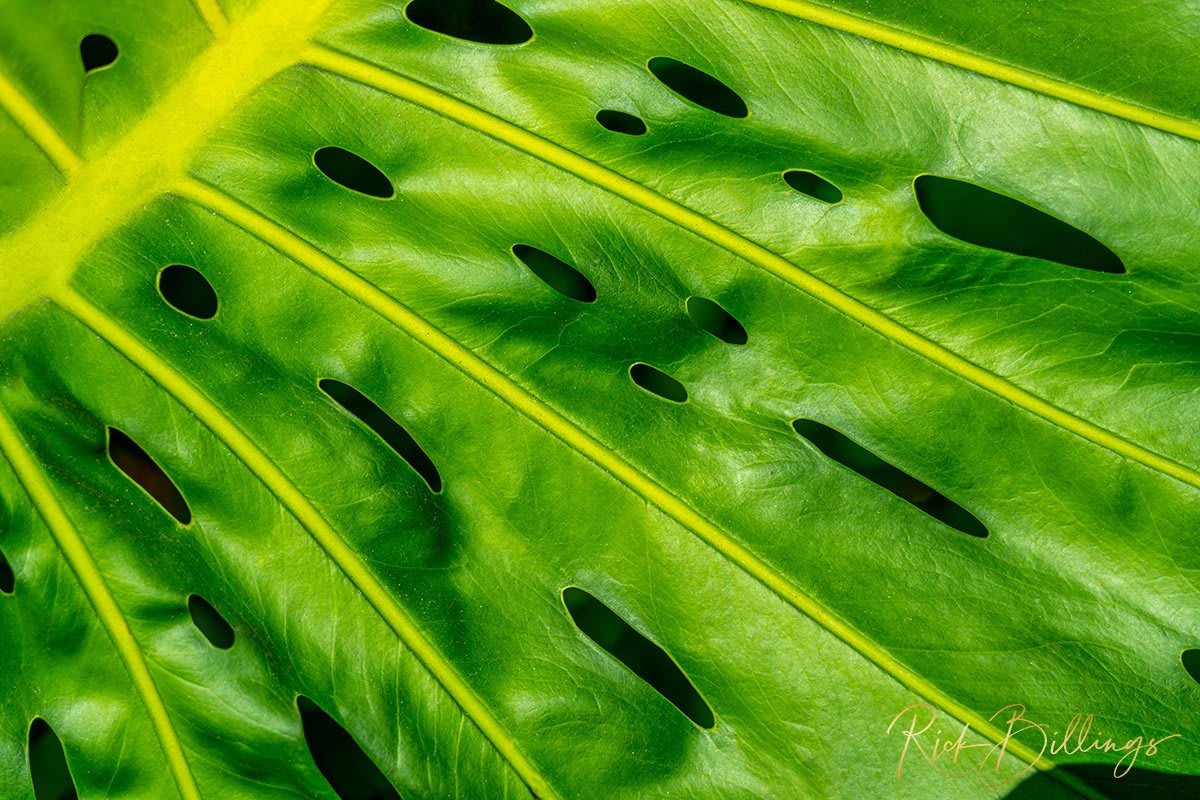 1359-Holy-Leaf