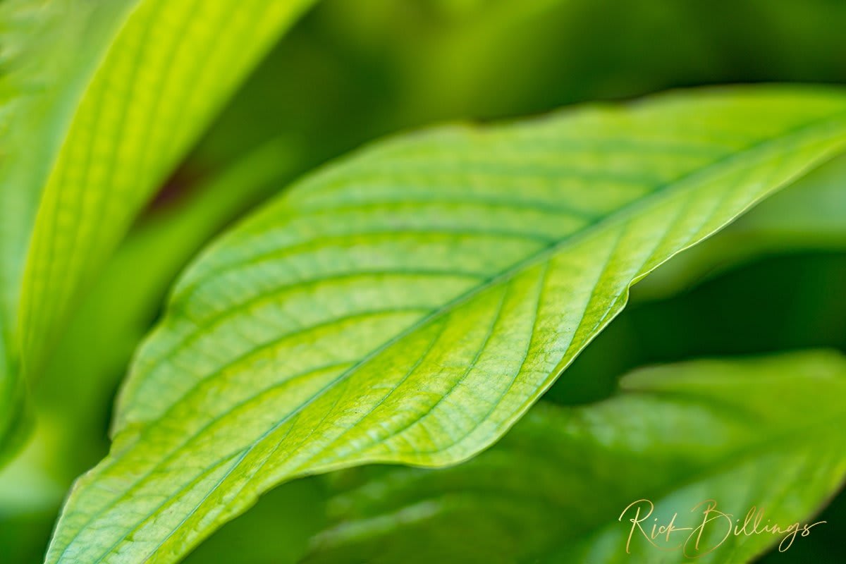 1360-Leaf
