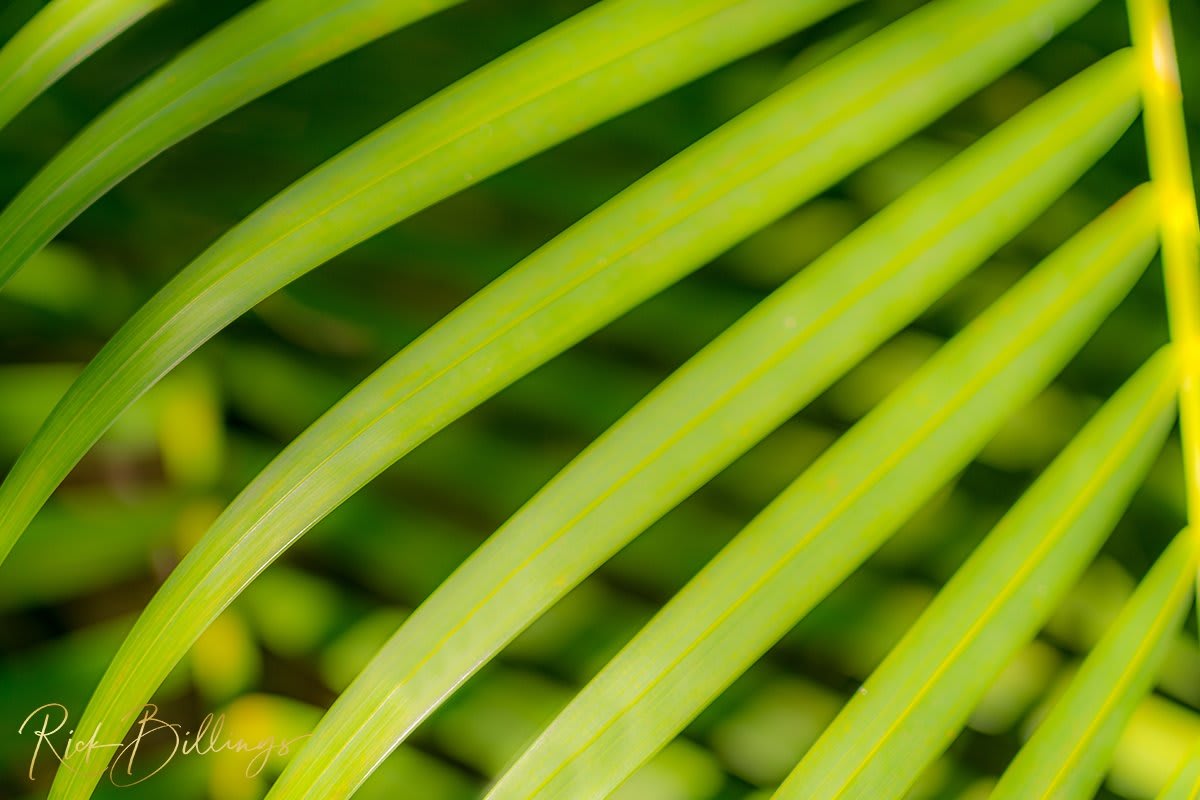 1361-Palm-Leaf