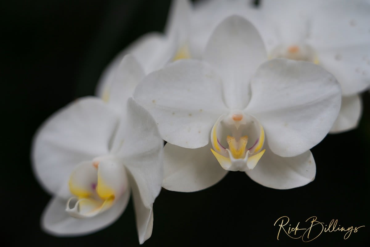 1369-White-Moth-Orchid