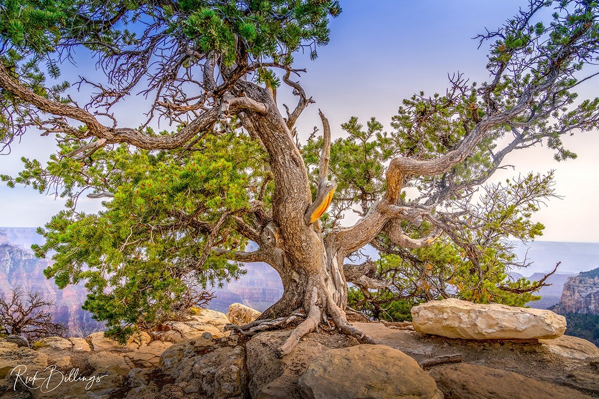 1292 Grand Canyon North Rim