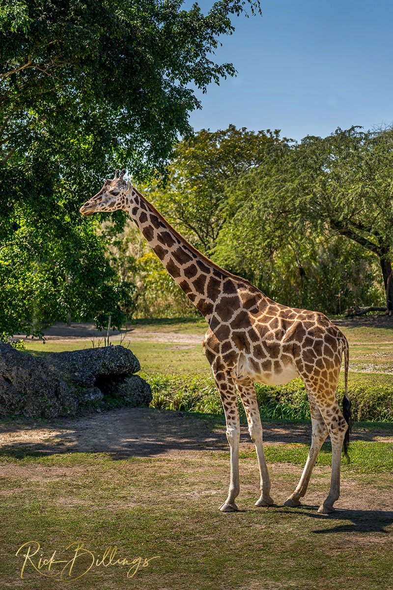 1353 Giraffe