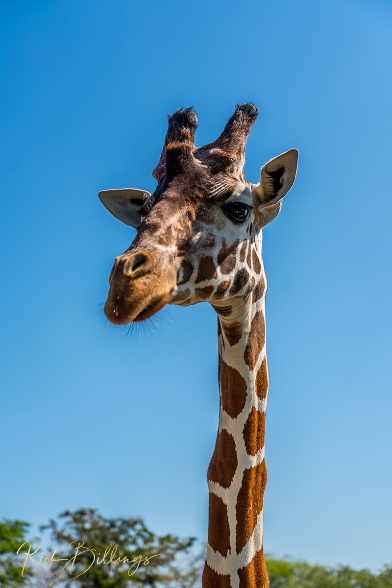 1354 Giraffe