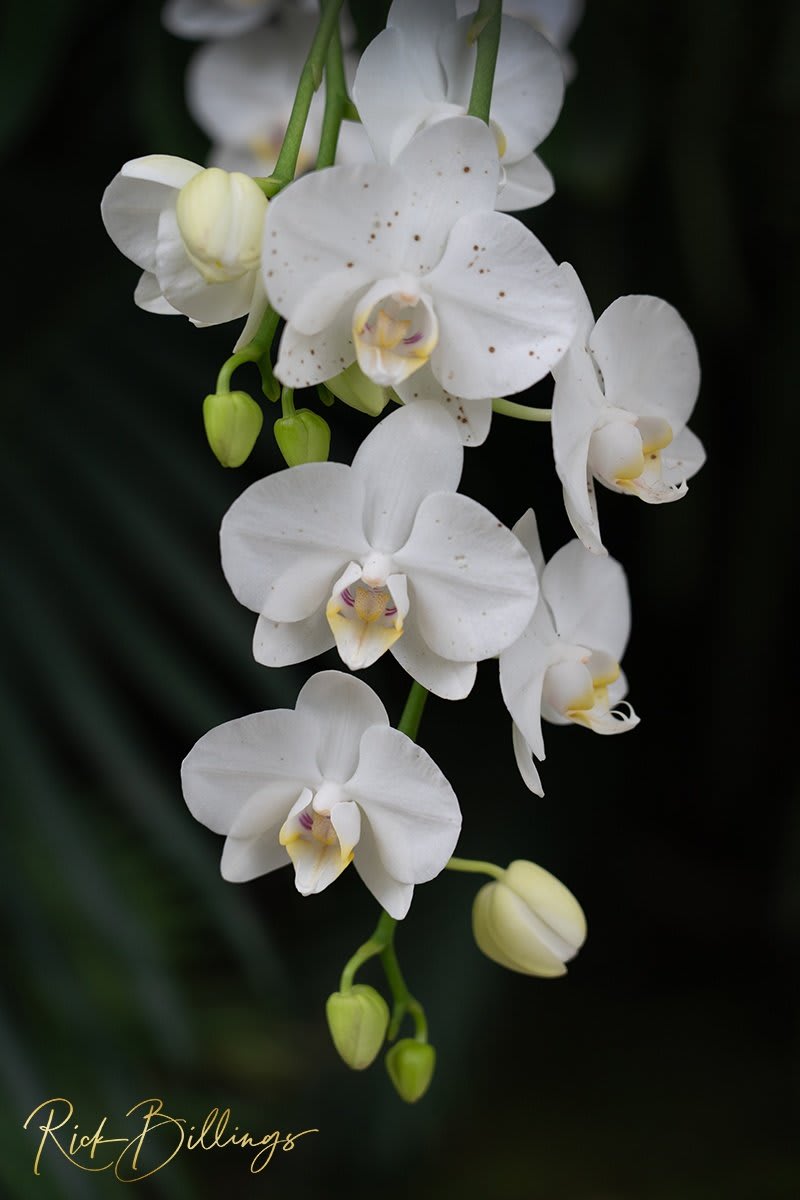 1368-White-Moth-Orchids