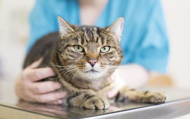 Mercado pet: produtos para gatos superam cães em vendas no varejo