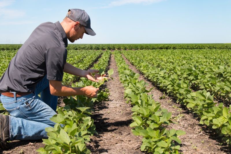 Agricultue Agriculture