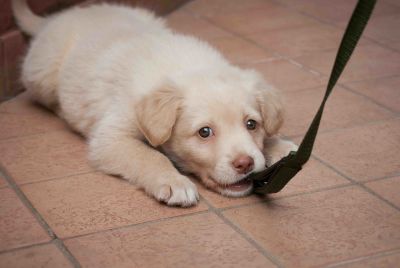 犬が甘えるときの10の仕草 甘える理由や犬の気持ち サインも Zehitomo Journal