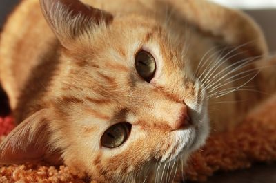 子猫、野良猫を拾った時に必ずするべき6つのこと Zehitomo Journal