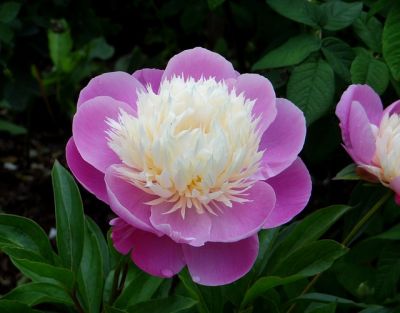 芍薬の育て方は 育てる5つのポイントも Zehitomo Journal 芍薬の育て方は 育てる5つのポイントも Zehitomo Journal