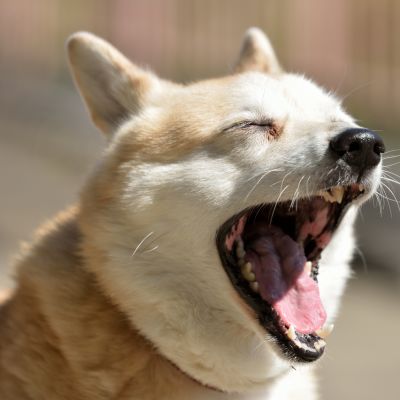 犬があくびをするのはなぜ 6つの理由と3つの注意点 Zehitomo Journal 犬があくびをするのはなぜ 6つの理由と3つの注意点 Zehitomo Journal