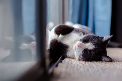 猫が寝言を言っている 猫の睡眠と寝言のメカニズム Zehitomo Journal