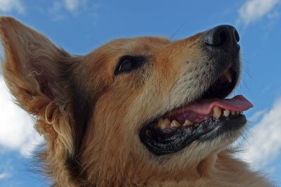 犬もお風呂でスッキリ 入れ方のポイント5つ Zehitomo Journal 犬もお風呂でスッキリ 入れ方のポイント5つ Zehitomo Journal